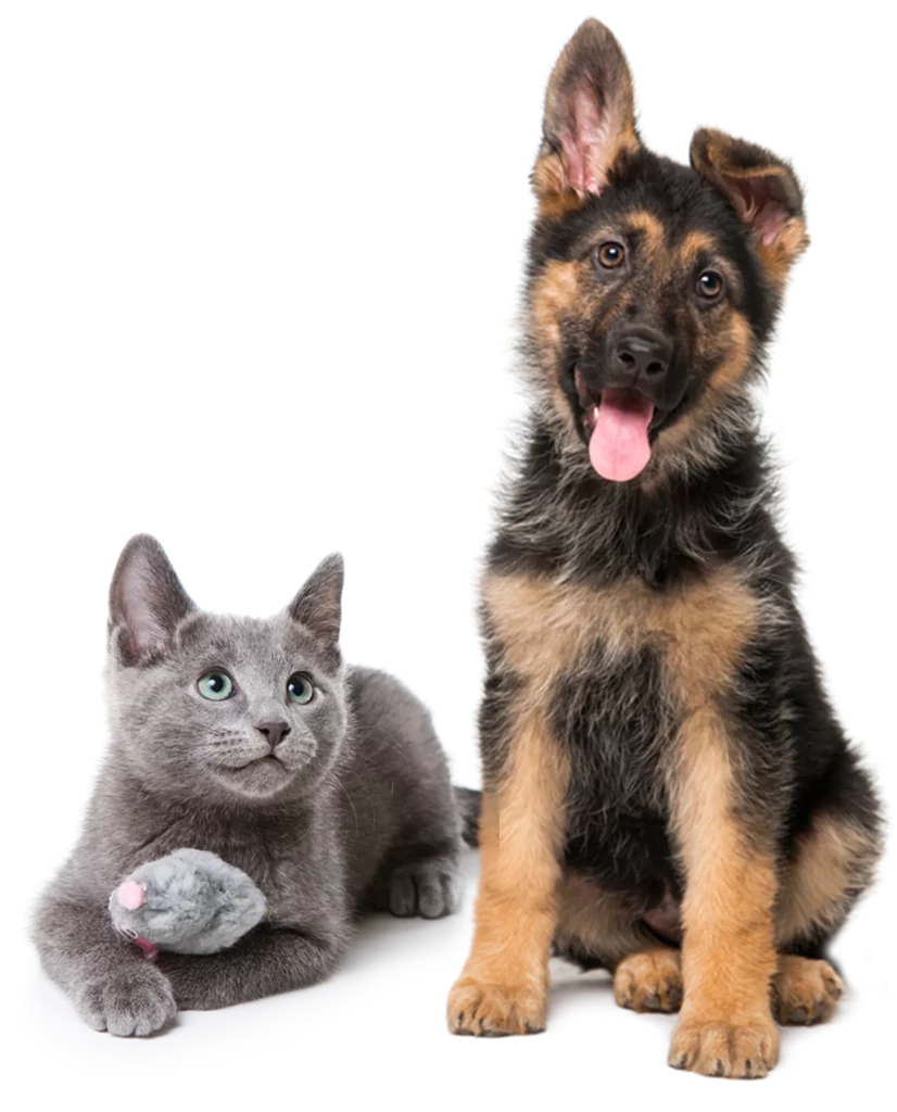 Grey cat with a toy plushie and a happy German Shepard puppy