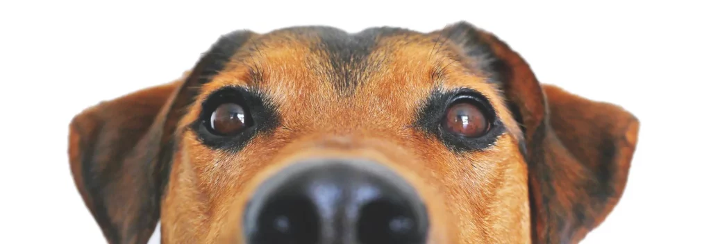 Close up of a dog's face
