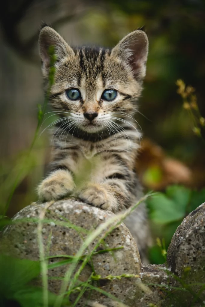 Tabby kitten with blue grey eyes resting on a log