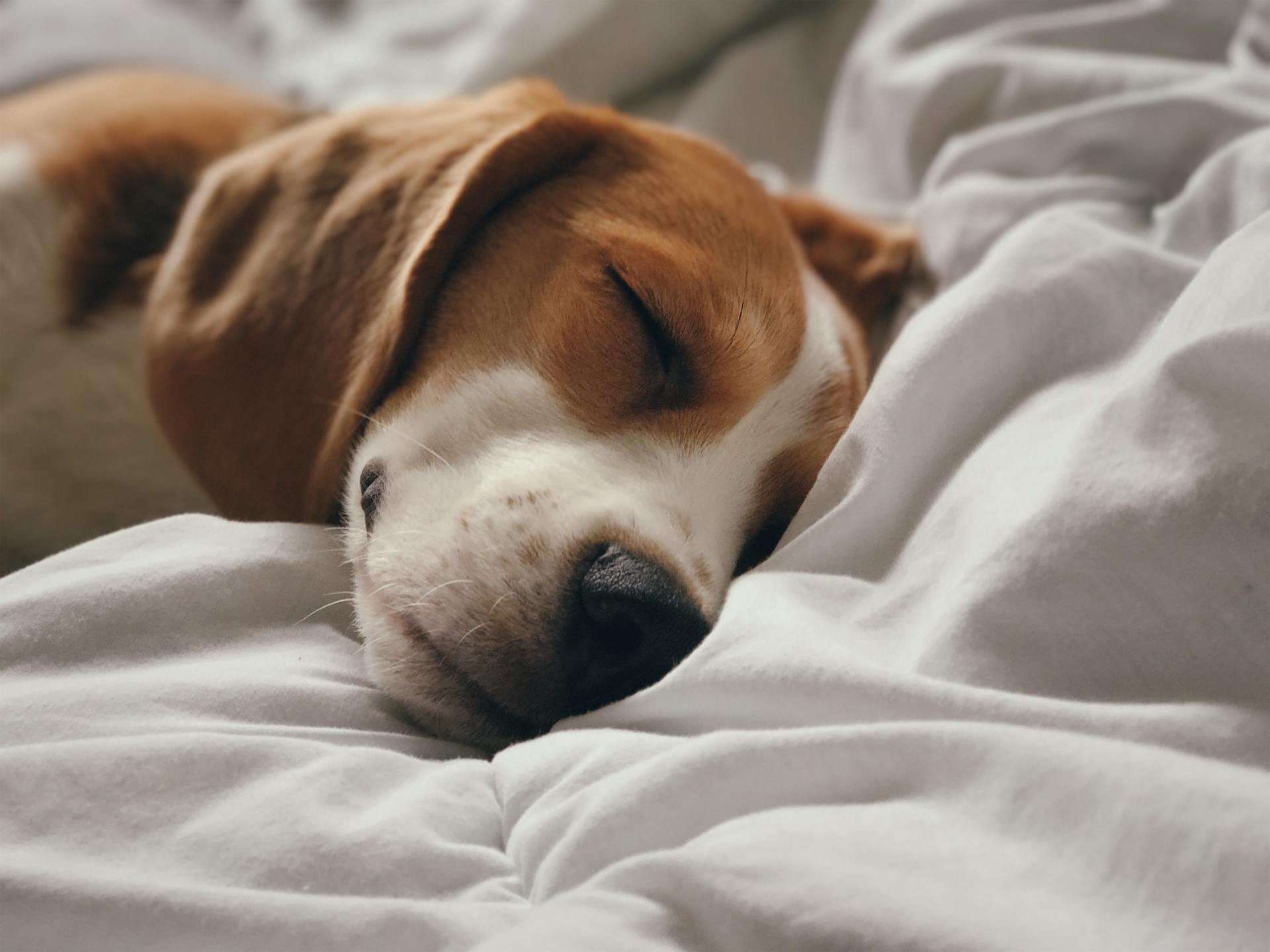 National Beagle Day Tips for Dog Owners [2024]