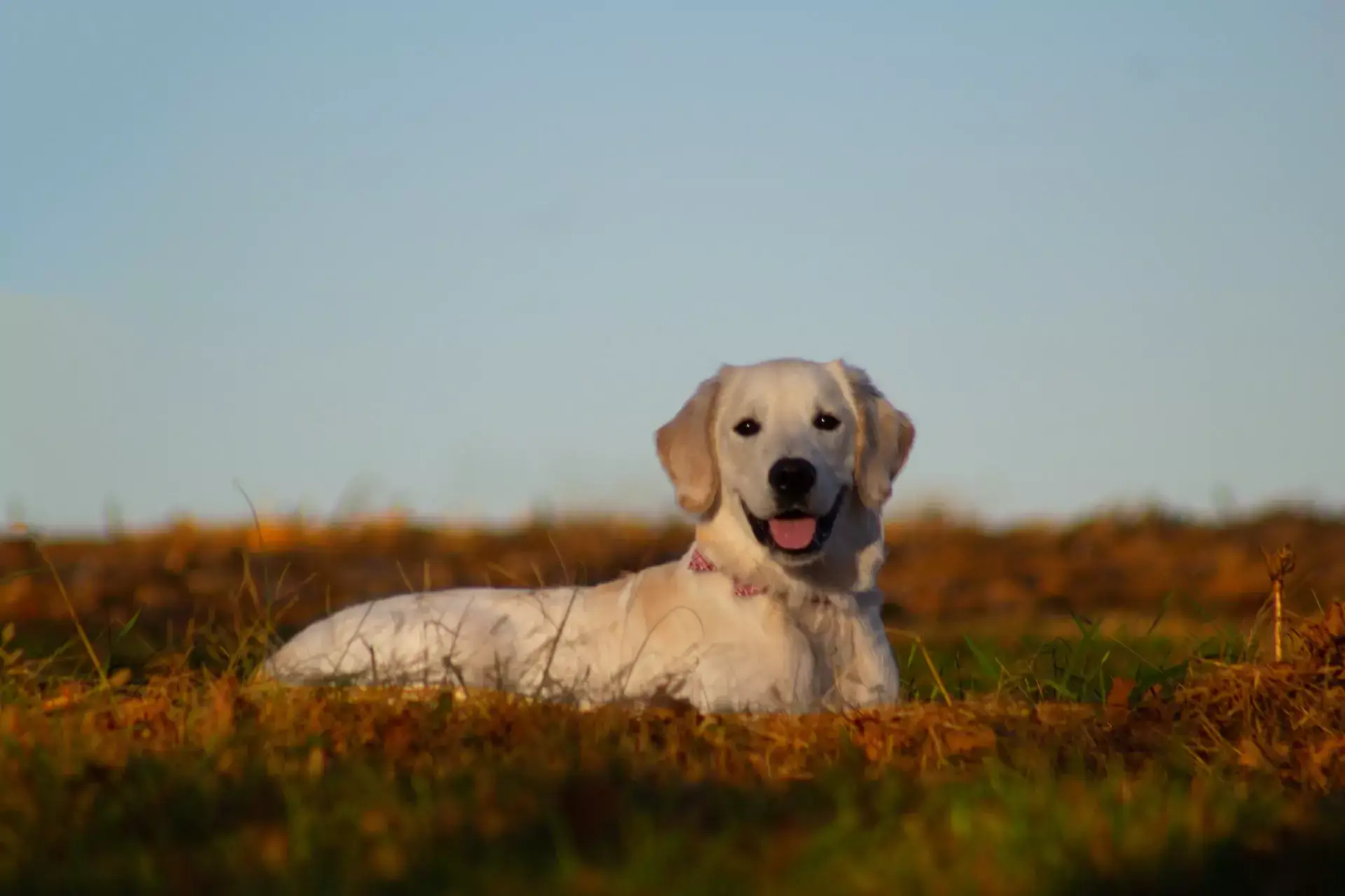 Labour retriever fashion