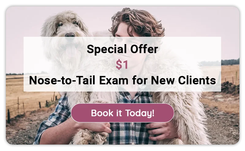 Special Offer! $1 New Client Exam!