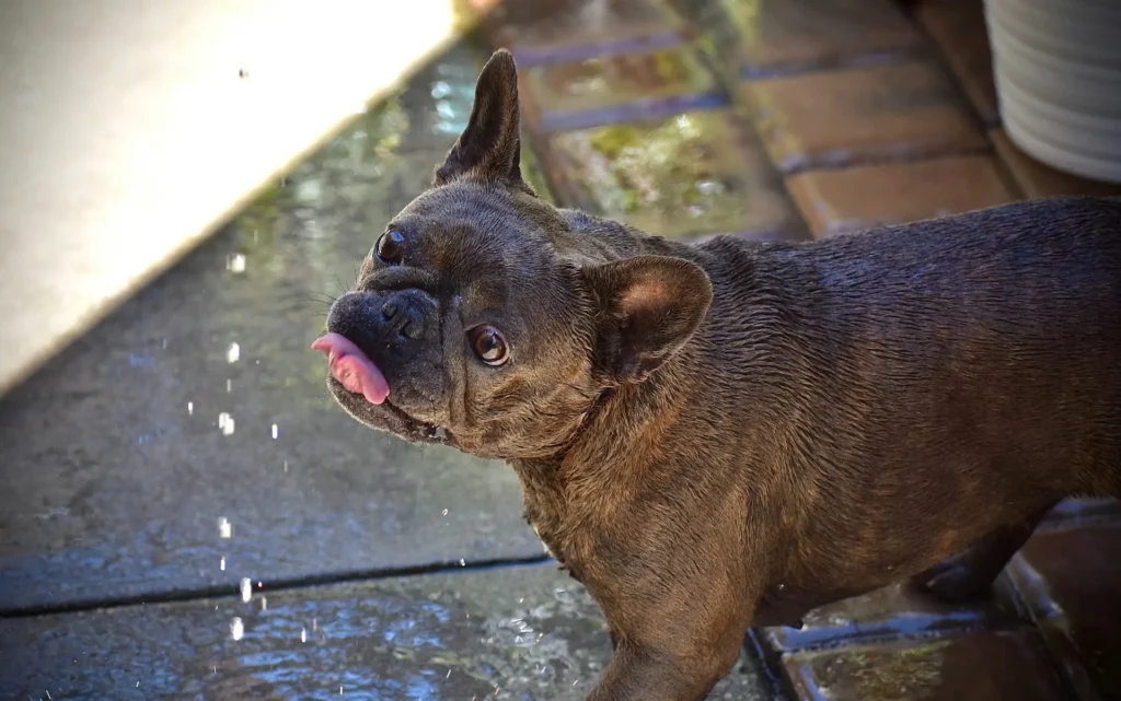 A French Bulldog sticking its tongue out, standing on a brick and concrete patio with water droplets.