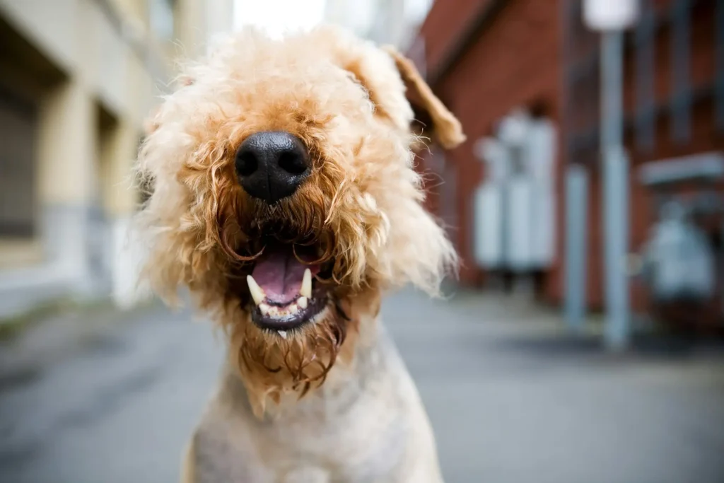 A shaggy, tan dog with its mouth open and teeth showing on a city street.