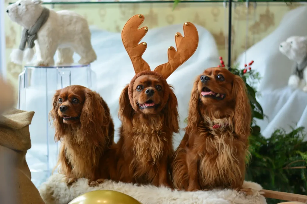 Three brown Cavalier King Charles Spaniels sitting side-by-side in Christmas decorations, one wearing reindeer antlers.