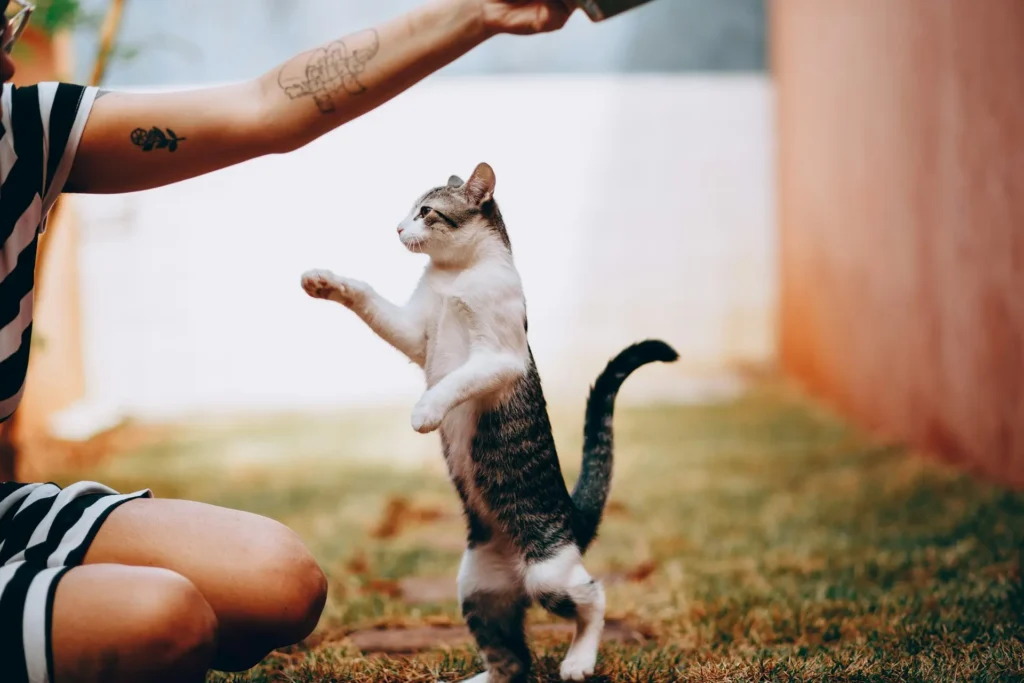 A white and tabby cat standing on its hind legs to reach for something held by a person.