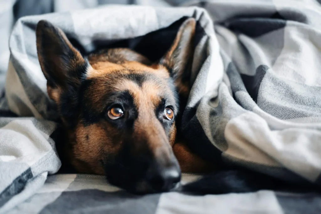 A German Shepherd dog tucked into a gray and white plaid blanket.