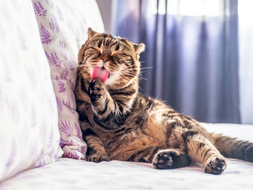 A brown tabby cat with its eyes closed, licking its paw while reclining on a bed next to a lavender-patterned pillow.