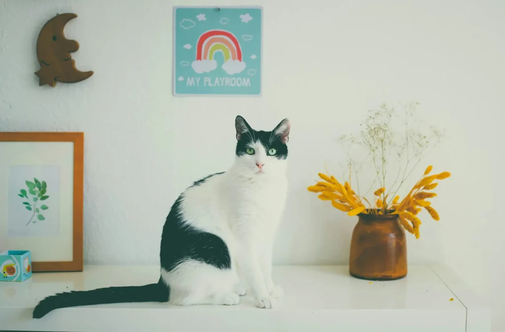 A black and white cat with green eyes sitting on a white dresser next to a vase of yellow flowers and a rainbow sign that says "MY PLAYROOM."
