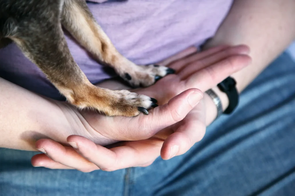 A person's hands cupping the front paws of a small, brown and black dog wearing a collar.