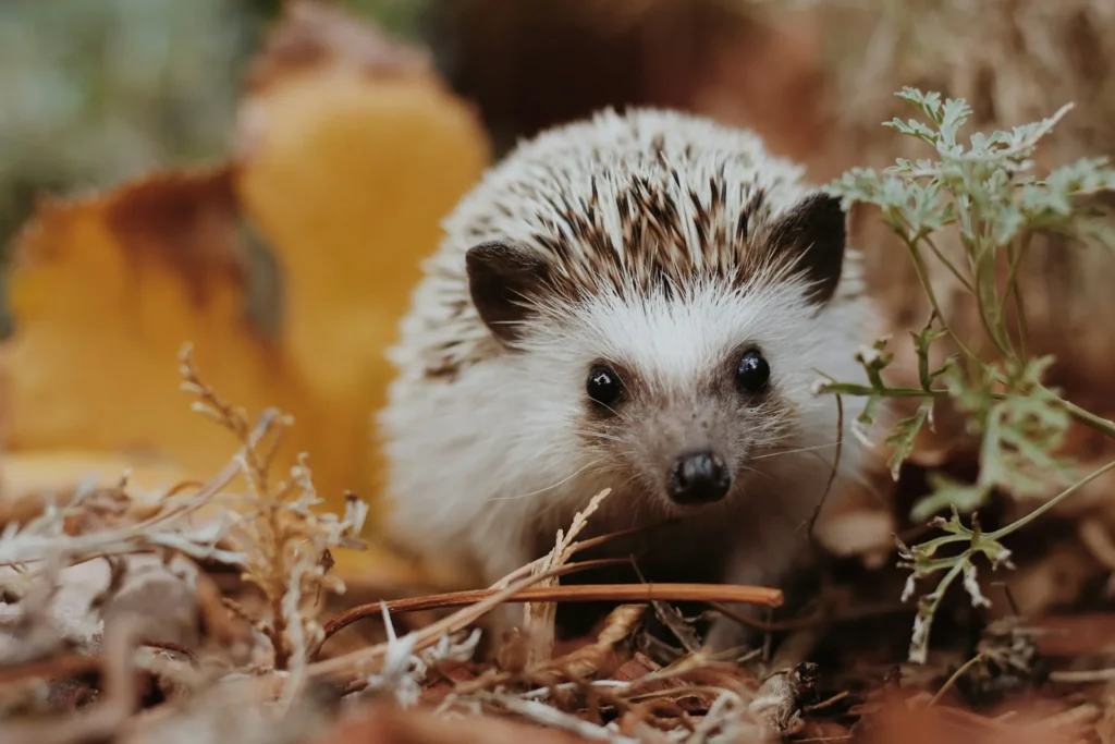 A hedgehog amidst brown foliage and green plants.